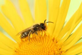 Biene auf einer Blume