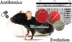 Darmmikrobiom auf Antibiotika