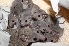 Gruppe von Spitzmausbeutelratten