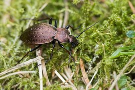 Der Bergwald-Laufkäfer (Carabus sylvestris) ist bundesweit im Rückgang begriffen.