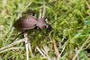 Der Bergwald-Laufkäfer (Carabus sylvestris) ist bundesweit im Rückgang begriffen.