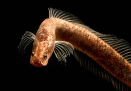 Der erst 2019 in Kerala entdeckte Schlangenkopffisch Aenigmachanna gollum gehört zur neuen Familie der Aenigmachannidae. 