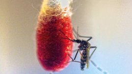 Asiatische Tigermücke (Aedes albopictus) im Labor
