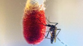 Asiatische Tigermücke (Aedes albopictus) im Labor