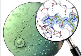 Proteinkristalle des humanen Enzyms Glutaminylzyklase und atomare Struktur des neuen Inhibitors. 