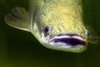 Ein ausgewachsener Arapaima. 
