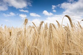 Für den Anstieg der klimaschädlichen Lachgaskonzentration in der Atmosphäre ist vor allem der Düngemitteleinsatz in der Landwirtschaft verantwortlich. 