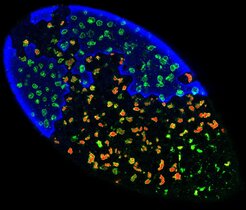 Epithel in Drosphila, in dem Endosomen mit Hilfe von RabX1 grün angefärbt wurden. Durch Protonenpumpe angesäuerte Endosomen rot gefärbt, bei inaktivierter Pumpe blau. 