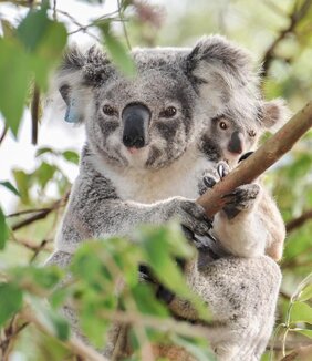 Koala in der Wildnis  