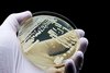Eine mikrobiologische Kultur des Hefepilzes Candida auris, der Infektionen verursachen kann.