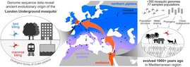 Der uralte Ursprung der Londoner U-Bahn-Mücke   ©Science Grafik: Der uralte Ursprung der Londoner U-Bahn-Mücke