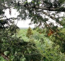 Mischwald mit Rotbuchen und den nicht-heimischen Douglasien.