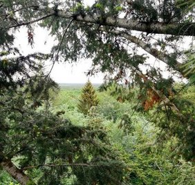 Mischwald mit Rotbuchen und den nicht-heimischen Douglasien.