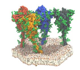 Simulation von vier Spike-Proteinen (rot, orange, blau und grau) des SARS-CoV-2-Virus. Die Proteine und Lipide sind in Oberflächendarstellung dargestellt. Die schützenden Glykanketten sind grün dargestellt