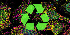 Sortierende Endosomen (grün) und Recycling-Vesikel (magenta) in menschlichen Zellen. 