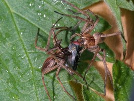 Weibchen und Männchen der Listspinne Pisaura mirabilis