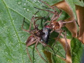 Weibchen und Männchen der Listspinne Pisaura mirabilis
