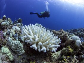 Gebleichte Koralle im Roten Meer 
