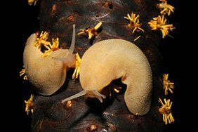 Die Seychellen-Weißschnecke Die Seychellen-Weißschnecke