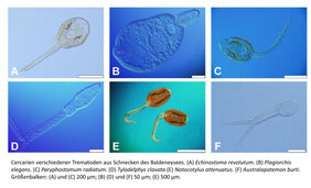 Das Bild zeigt Larven verschiedener Trematoden aus Schnecken, wie sie im Baldeneysee vorkommen. Mit bloßem Auge sind die Larven kaum zu erkennen.