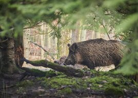 Wildschwein Thermoregulierung klima