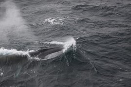 Finnwal im Südpolarmeer. 