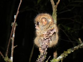 Der Zwergkoboldmaki Tarsius pumilus 