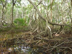 Mangrovenwald auf San Andrés Island in Kolumbien 