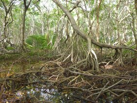 Mangrovenwald auf San Andrés Island in Kolumbien 