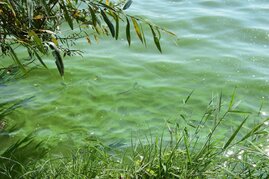 Cyanobakterien in einem See.