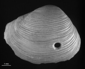 Raubschneckenschale mit Bohrloch