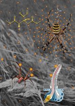 Grafik: Ein Männchen der Art Argiope bruennichi nähert sich einem Weibchen