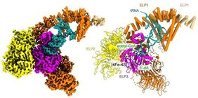 Grafische Darstellung des ELP123-Subkomplexes