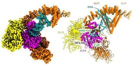 Grafische Darstellung des ELP123-Subkomplexes