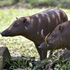 Die stark gefährdeten Babirusa (Hirscheber) gehören zur Familie der Schweine. 
