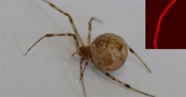 Die untersuchte Gewächshausspinne (Parasteatoda tepidariorum) produziert nach Gen-Editierung mit CRISPR-Cas9 rot fluoreszierende Spinnenseide. Die untersuchte Gewächshausspinne (Parasteatoda tepidariorum) produziert nach Gen-Editierung mit CRISPR-Cas9 rot fluoreszierende Spinnenseide.