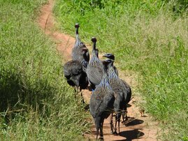 Geierperlhühner kommen in den Savannen Kenias vor. Die Vögel leben in Gruppen mit einer strengen Hierarchie.