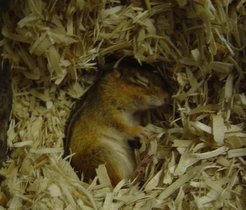 Das Streifen-Backenhörnchen (Tamias striatus) 