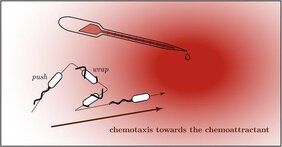 Schematische Darstellung eines Bakteriums mit Flagellen, das sich auf zwei verschiedene Arten (push bzw. wrap) in Richtung eines Lockstoffes bewegt.