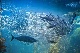 Fische im Meer