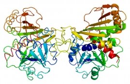GAPDH, ein zentrales Enzym des Zuckerabbaus, spielt eine Schlüsselrolle beim Schutz der Krebszellen vor oxidativem Stress