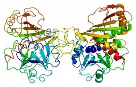 GAPDH, ein zentrales Enzym des Zuckerabbaus, spielt eine Schlüsselrolle beim Schutz der Krebszellen vor oxidativem Stress