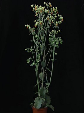 Die neu etablierte, sukkulente Modellpflanze Kalanchoë laxiflora in voller Blüte. Die fleischigen Blätter ermöglichen Wasserspeicherung und eine spezielle, äusserst wassersparende Form der Photosynthese. 