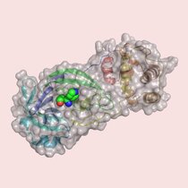 Basler Forschende haben am Computer mehr als 680 Millionen Substanzen an einem wichtigen Protein des Virus, der zentralen Protease, virtuell getestet.
