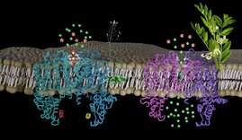 Cartoon der 3D-Modelle des TPC1-Ionenkanalproteins in der Vakuolenmembran der Ackerbohne (rechts, pink-violett) und der Ackerschmalwand (links, blau)
