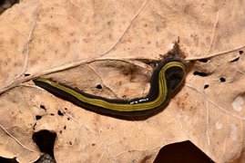 Landplanarie Caenoplana variegata 