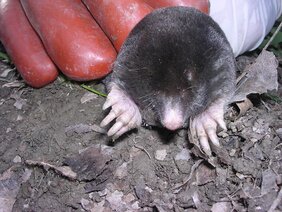 Blind und wild: Der in Spanien und Portugal verbreitete iberische Maulwurf (Talpa occidentalis) 