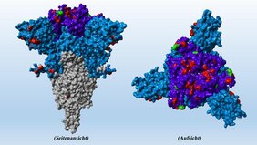  Spike-Protein der SARS-CoV-2 Omikron-Variante