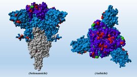  Spike-Protein der SARS-CoV-2 Omikron-Variante