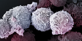 Coronin-1 sorgt dafür, dass die T-Zellen unseres Immunsystem lange Zeit überleben. 